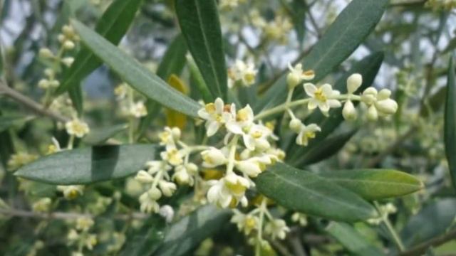 "Olive Blossoms" Pietro Frosini - performed by world renowned concert accordionist: Leo Aquino смотреть онлайн