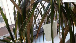 ВЯНУТ  ЛИСТЬЯ у ДРАЦЕНЫ. Как спасти?