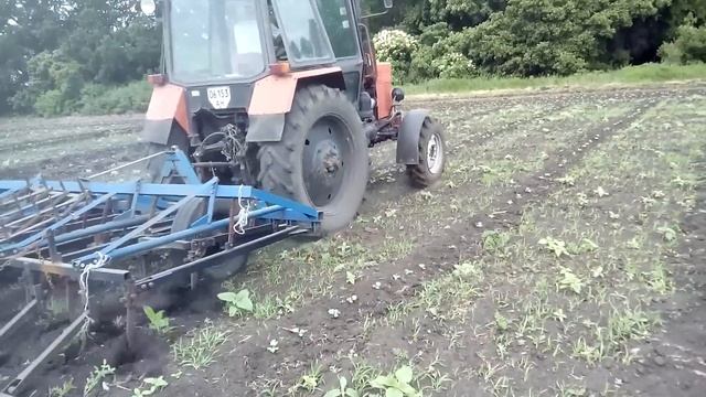 MTZ - 82 культивация междурядья на арбузах
