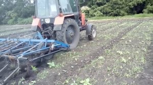 MTZ - 82 культивация междурядья на арбузах