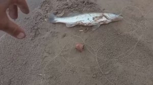 Ловим СУДАКА на Интересную снасть "Пробка" Ловля Судака на отводной поводок!