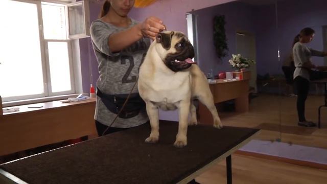 МОПС/Pug SHTORM NADEZHDY RODOM IZ MOPSLANDII 7 manths смотреть онлайн