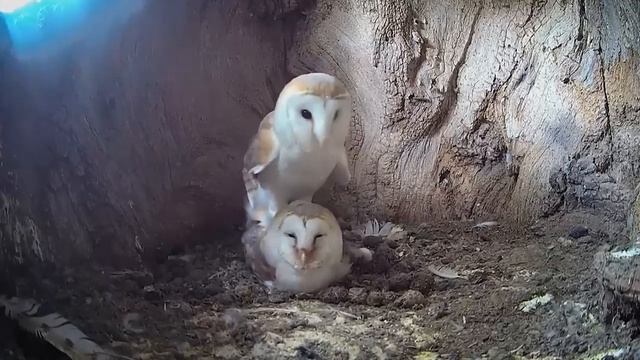 Сипуха - Самая красивая сова с мордочкой в форме сердца смотреть онлайн