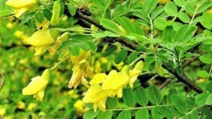 Медонос жёлтая акация. Описание. Медопродуктивность