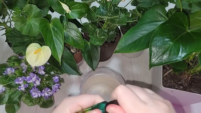 РАЗБУДИТЕ ЛЮБОЙ ЦВЕТОК! 1 Таблетка и ЦВЕТЫ ОЖИВУТ ПОЗЕЛЕНЕЮТ НА ГЛАЗАХ, невероятный результат