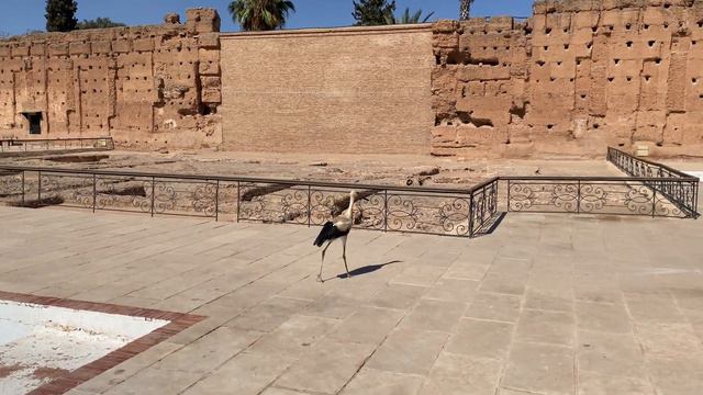 Птичка в старом дворце в Марракеше (Марокко) смотреть онлайн