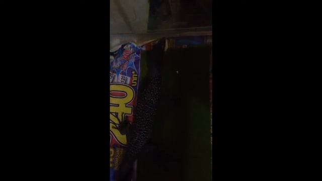 Mangrove Monitor / Varanus Indicus