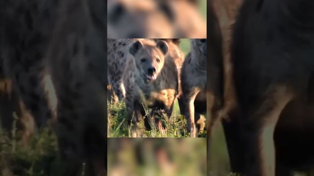 Один лев против двадцати гиен смотреть онлайн