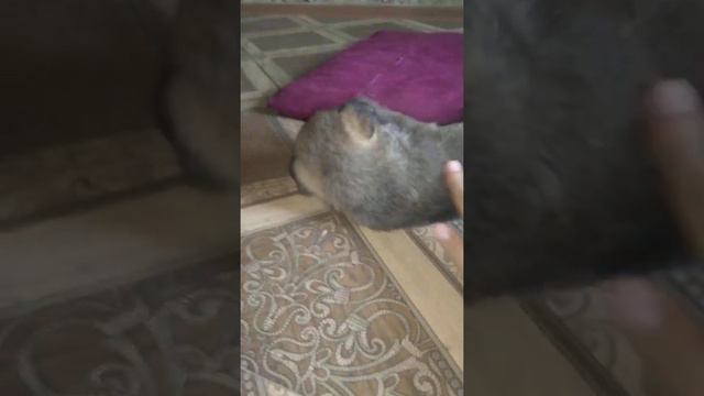 завели себе щеночка маленький миленький щеночек жирненький мельники мама согласилась завести щенка смотреть онлайн