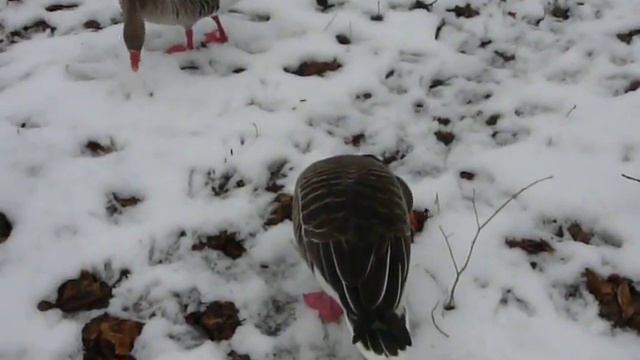Nymphenburg Park - A modern day Jurassic Park смотреть онлайн