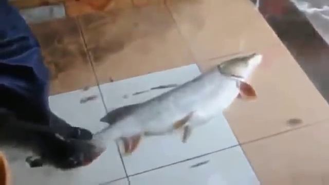 Как надо чистить рыбу