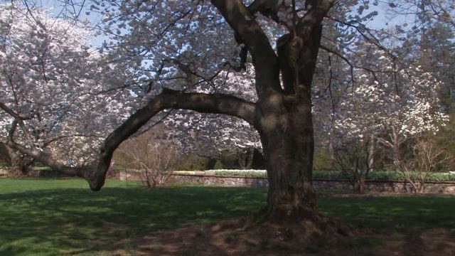 BECHA - SPRING 0 (Longwood gardens) смотреть онлайн