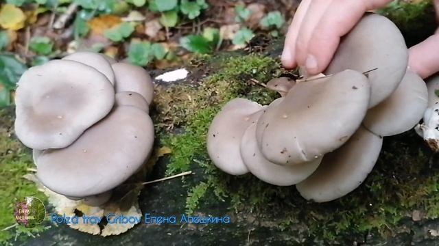 Вешенка обыкновенная особенности и состав Medicinal mushroom oyster mushroom