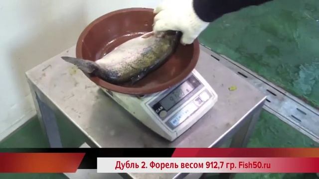 Филетировочная машина CHMF 801 CHAMCO для мелкой красной рыбы лососевых: горбуша, форель + сельдь