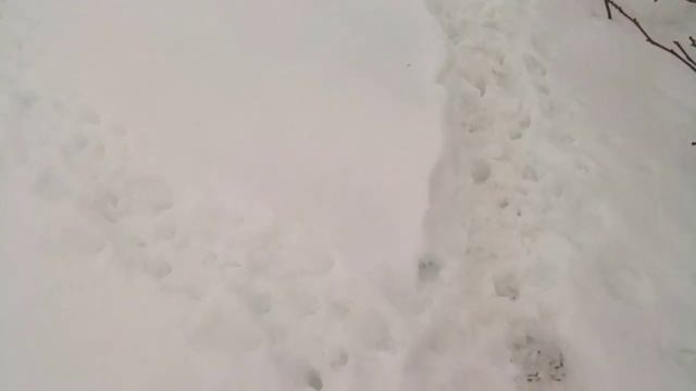 Павловния после -22 ШОК!!!!!!!!! смотреть доконца.  2 февраля 2021 г.
