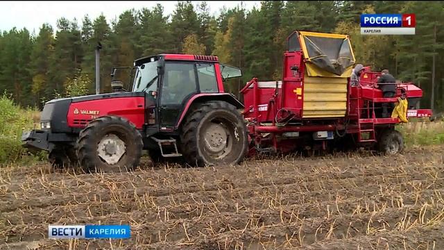 Сбор урожая в Карелии продолжается смотреть онлайн