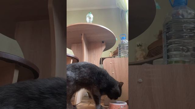 Котя пришел поесть смотреть онлайн