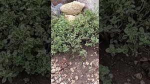 Тимьян лимоннопахнущий. Самый лучший аромат🍋