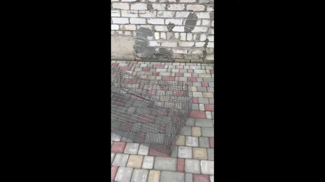 Новая- старая клетка для кроликов! смотреть онлайн