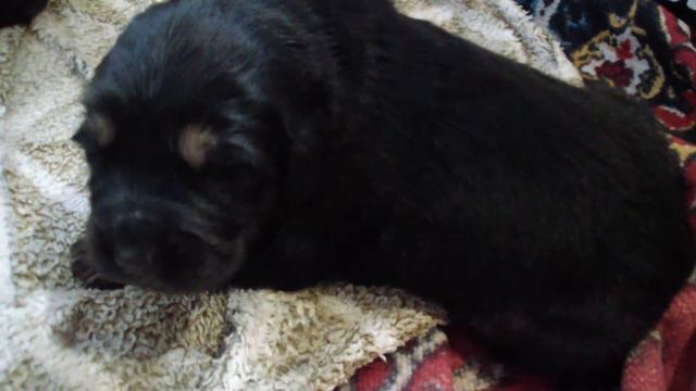 Тибетский мастиф.10 дней, но уже бдит! смотреть онлайн