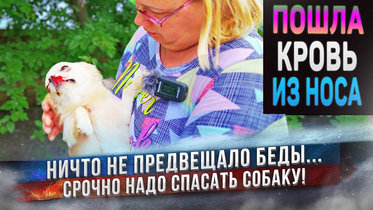 Надо спасать собаку! Срочно в клинику! смотреть онлайн