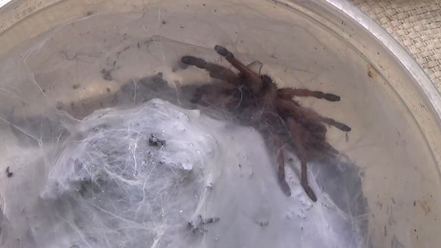 Chilobrachys Fimbriatus & More! смотреть онлайн