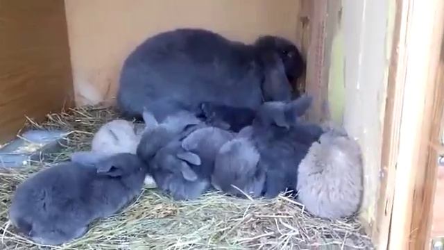 Французский баран крольчатам 18 дней смотреть онлайн