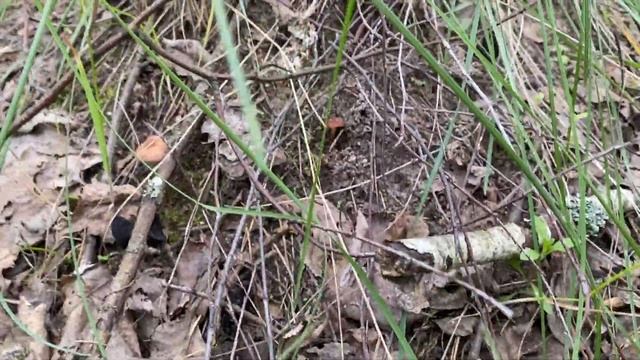 НЕОБЫЧНЫЕ СЪЕДОБНЫЕ ГРИБЫ 2021 Лопастник Ямчатый (Helvella Lacunosa) смотреть онлайн