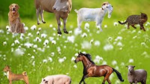 "Домашние животные"