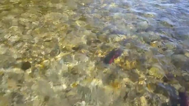 Нерка идет на нерест !