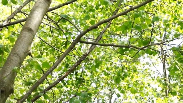 Лечебная РЕЛАКСАЦИЯ смотреть онлайн