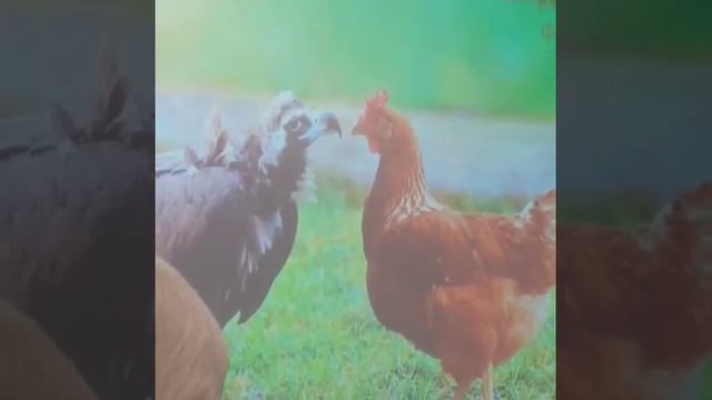 Притча . Про Орла и куриц. смотреть онлайн