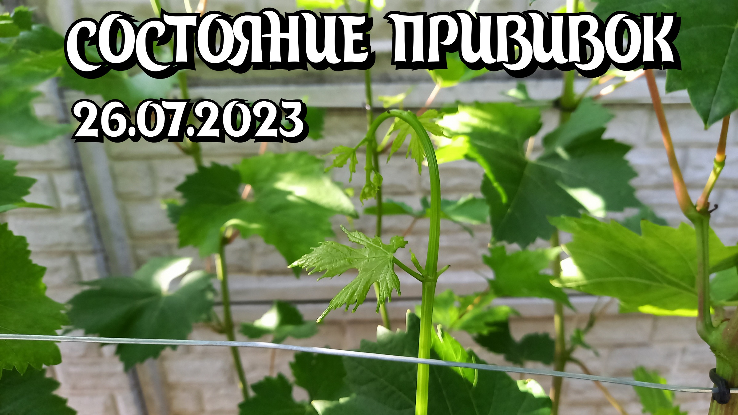 Состояние прививок винограда на 26.07.2023 смотреть онлайн