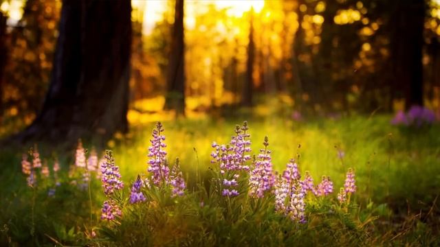 Завораживающее Пение Птиц! Мощная Релаксация при Тревожных Расстройствах и Хронической Усталости смотреть онлайн