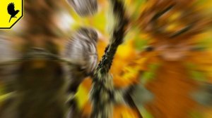 Голоса птиц. Кто кричит ночью? Glaucidium passerinum