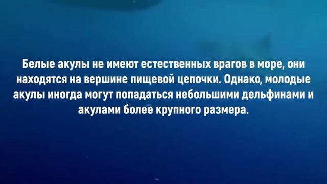 5 интересных фактов о белых акулах смотреть онлайн