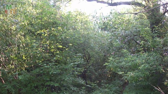 Голоса птиц в рощице на берегу Волги 2 смотреть онлайн