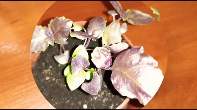 Базилик. ПРИМЕНЕНИЕ. Полезные свойства