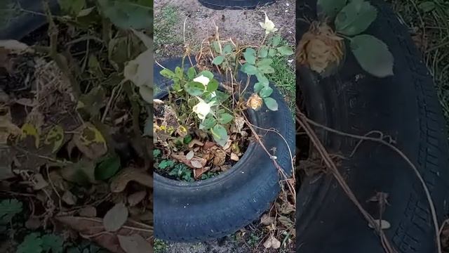 Шок!! Начало ноября - зацвели розы. смотреть онлайн
