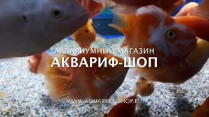 Цихлида Попугай "Павлин"