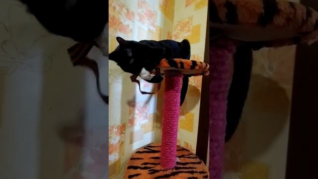 Самая красивая черная кошка Луна ? #яжевика #чернаякошка смотреть онлайн