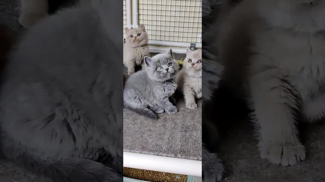 Британский котик голубого классического окраса смотреть онлайн
