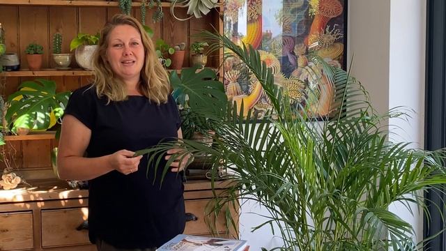 Areca Palm or Dypsis Lutescen care смотреть онлайн