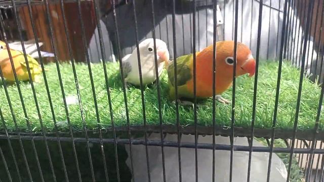 Lalukhet Birds Market bharpoor rash Latest price update | 22/1/2023 | URDU\HINDI. смотреть онлайн