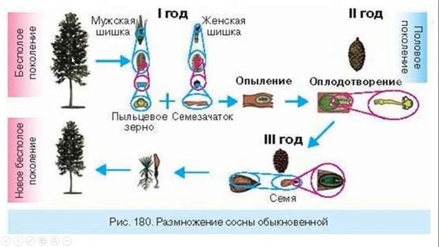 Урок №23 "Голосеменные" смотреть онлайн