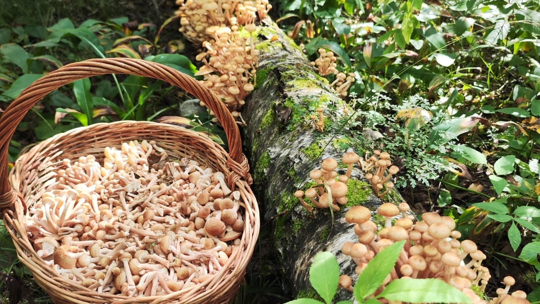 МАССОВЫЙ СБОР ОСЕННИХ ОПЯТ в августе 2024 в лесах Подмосковья. Столько их я давно не видел. смотреть онлайн