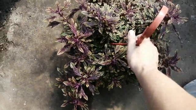 Колеус ампельный "zooey" в кашпо. Вот что получилось! смотреть онлайн