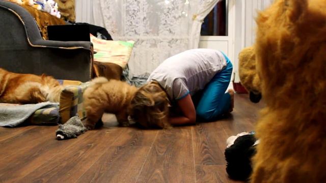 Борьба СУМО или просто маленькие бесилки :) смотреть онлайн