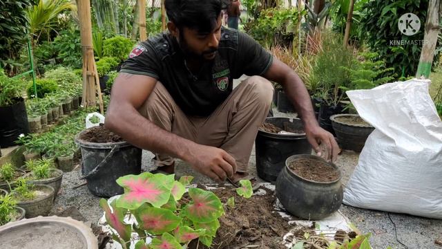 How to propagate caladium //कैलेडियम की प्रोपेगेशन कैसे करें смотреть онлайн