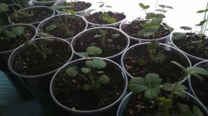 Ошибки при выращивании клубники из семян.